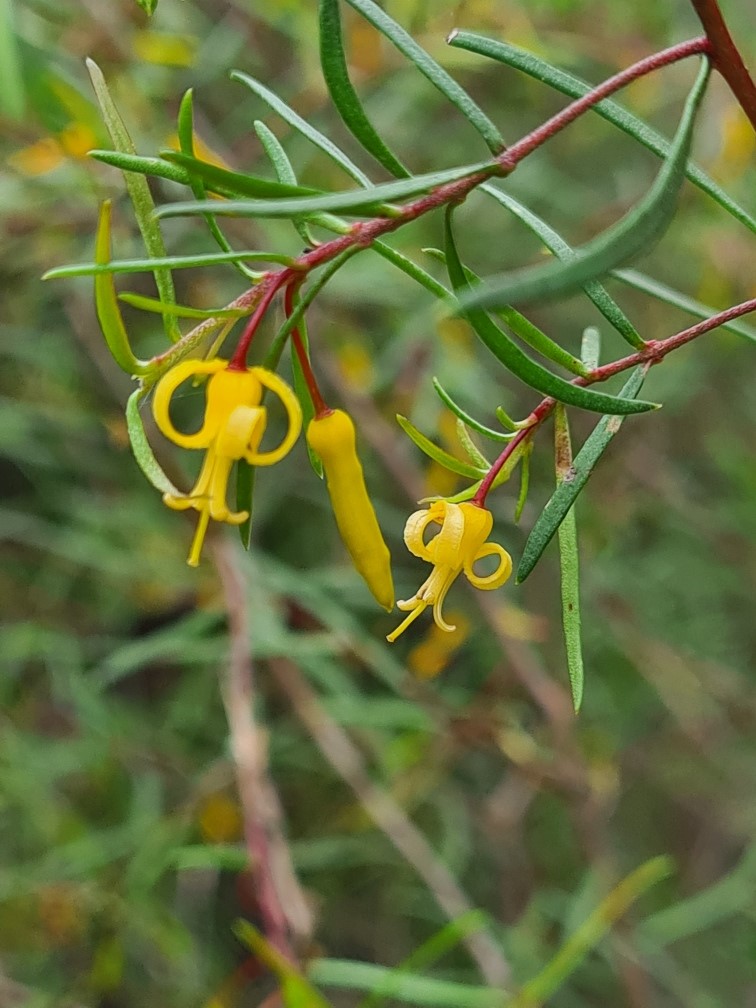 persoonia nutans 1