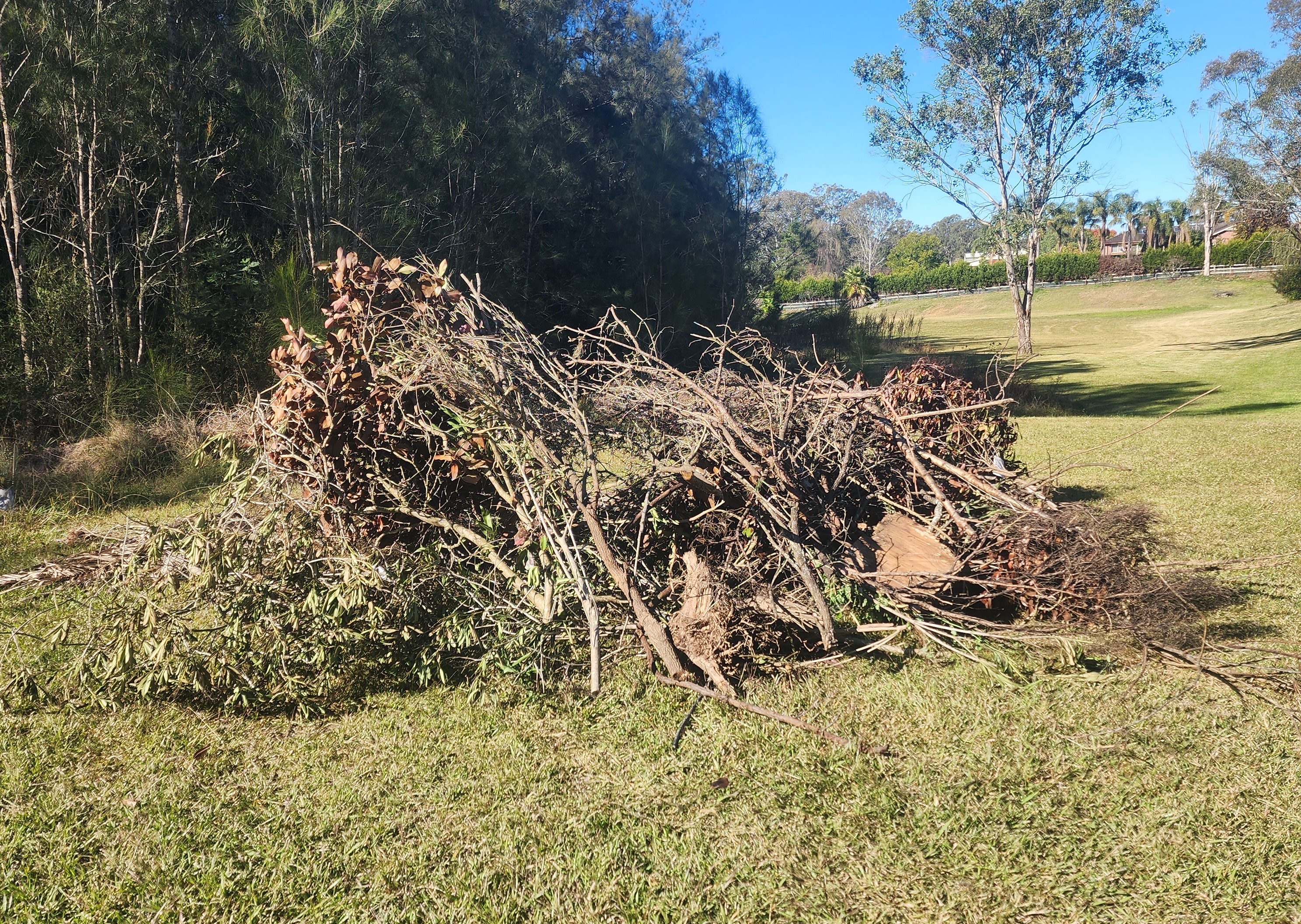 dumped greenwaste