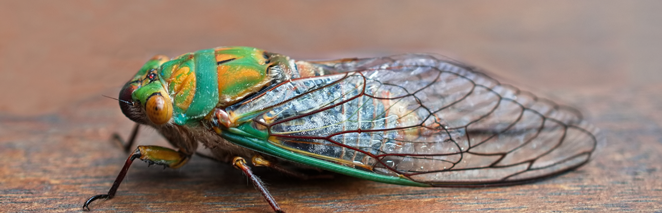 Cicada.