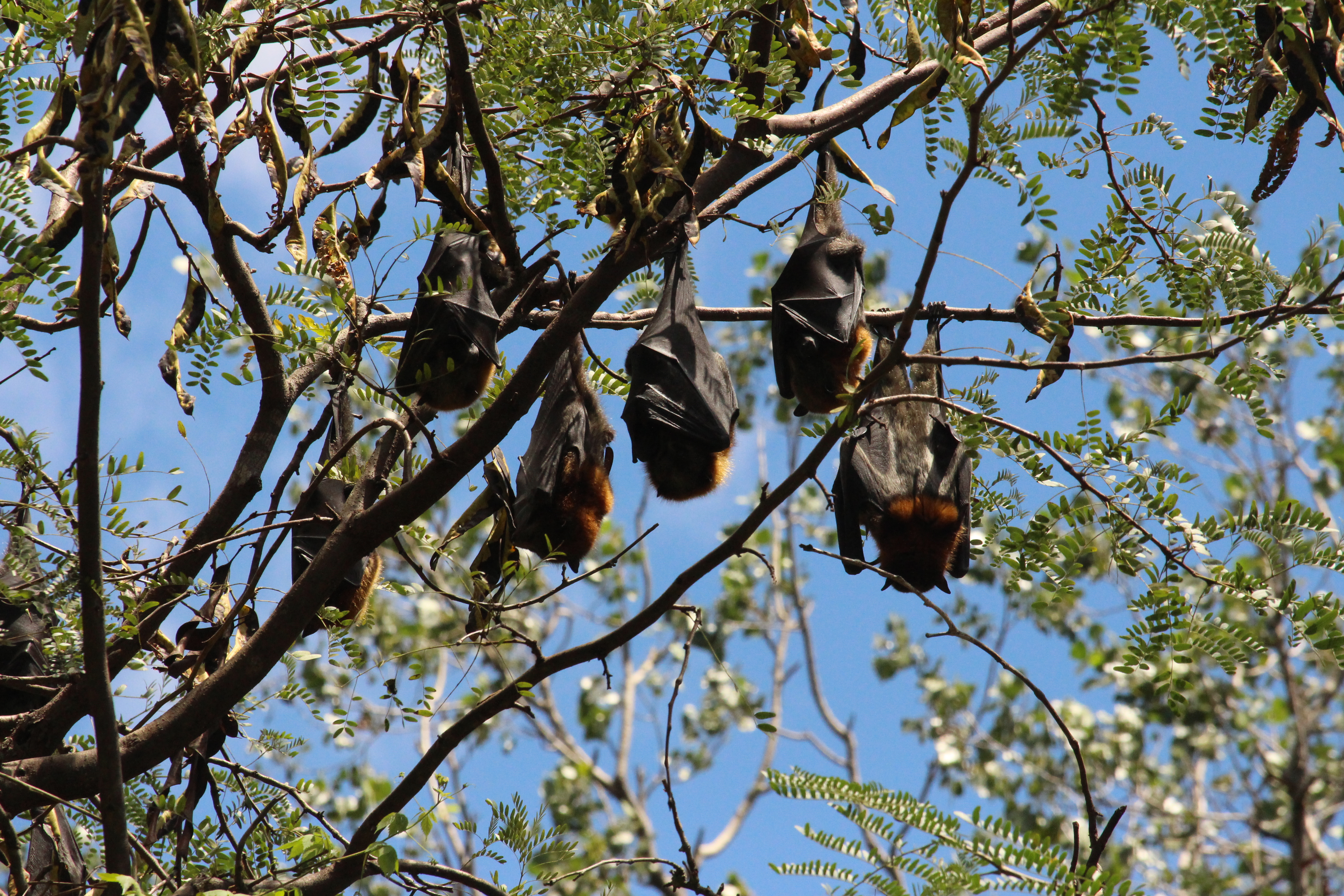 grey headed flying fox