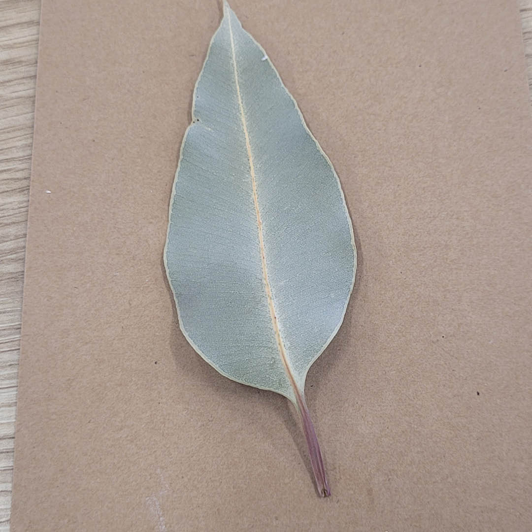 A gum leaf, slightly flattened.