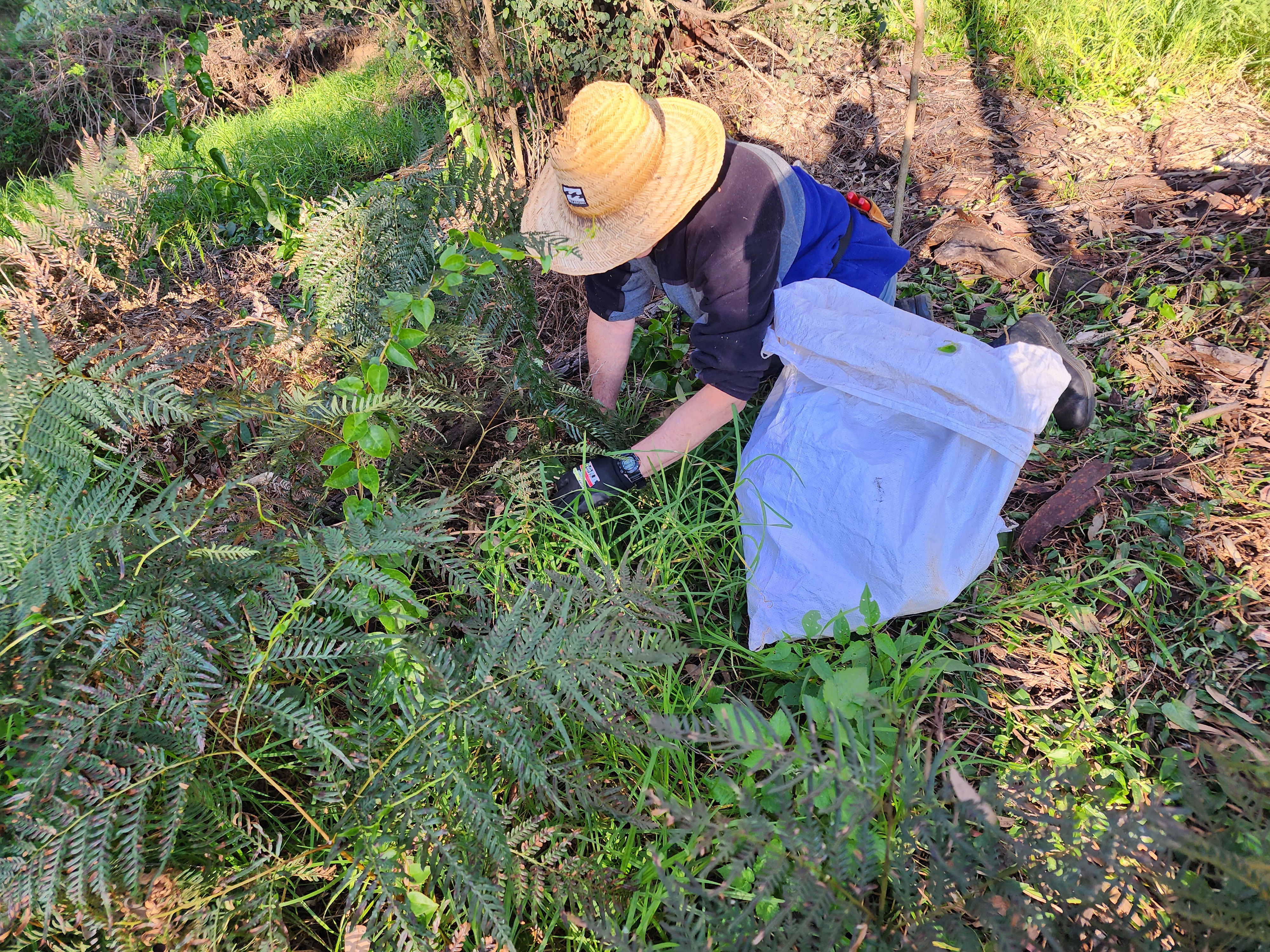 bellbird reserve 2